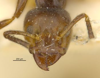 Media type: image;   Entomology 21355 Aspect: head frontal view